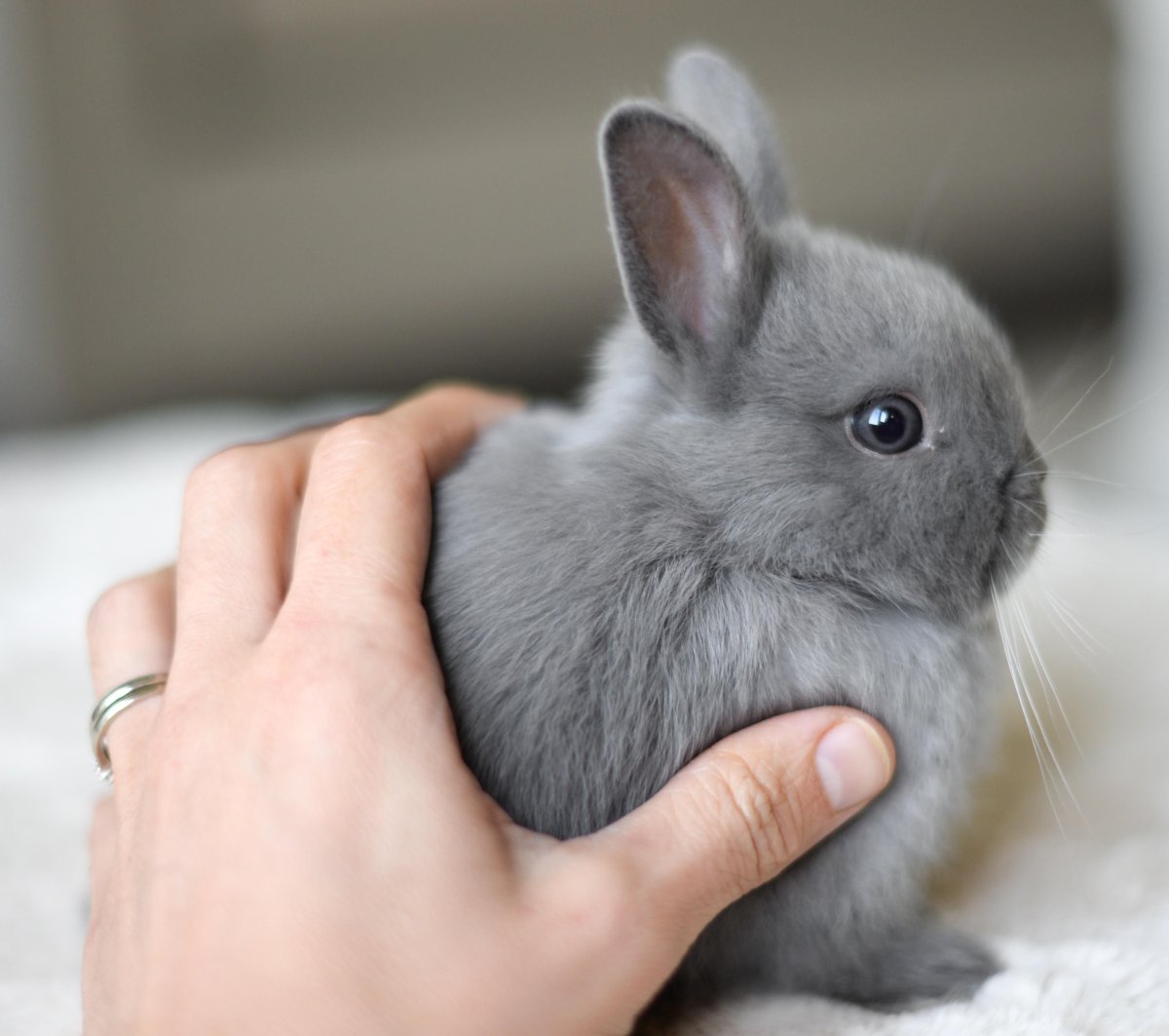 Карликовый кролик минор