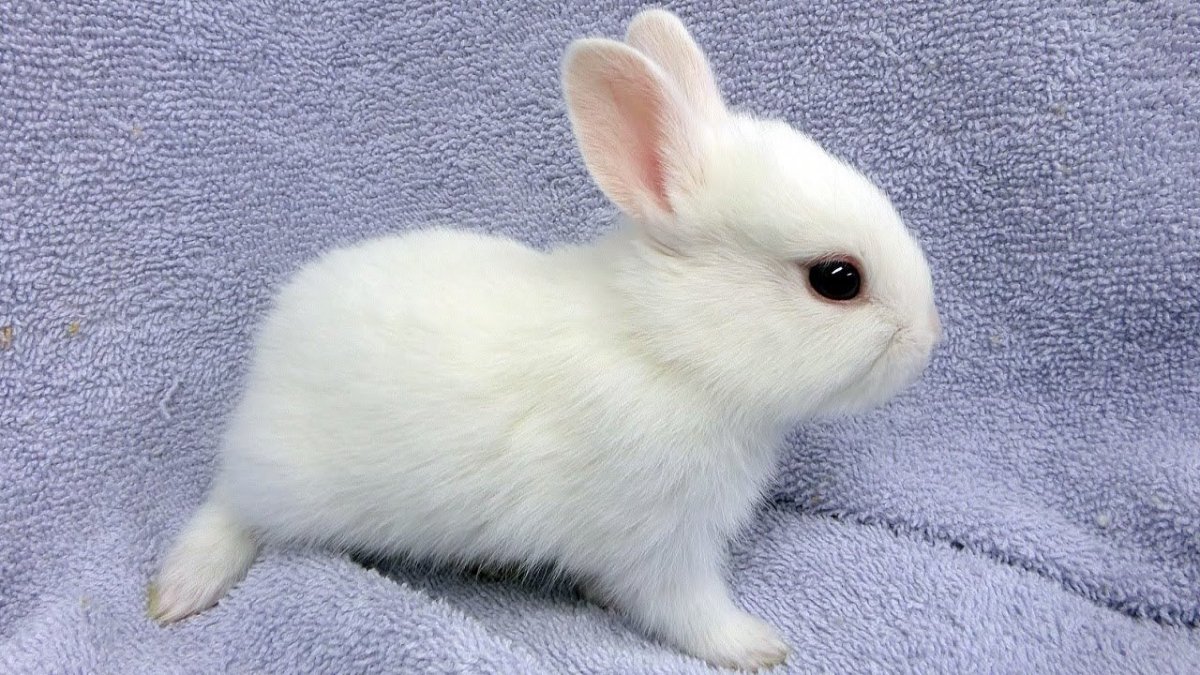 Маленький белый кролик