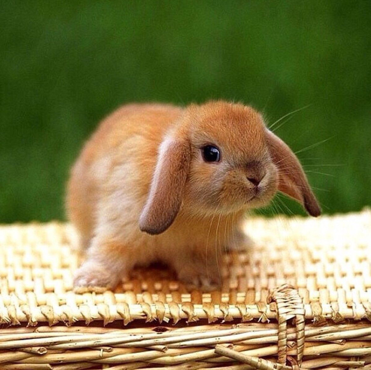 Красивый зайчик