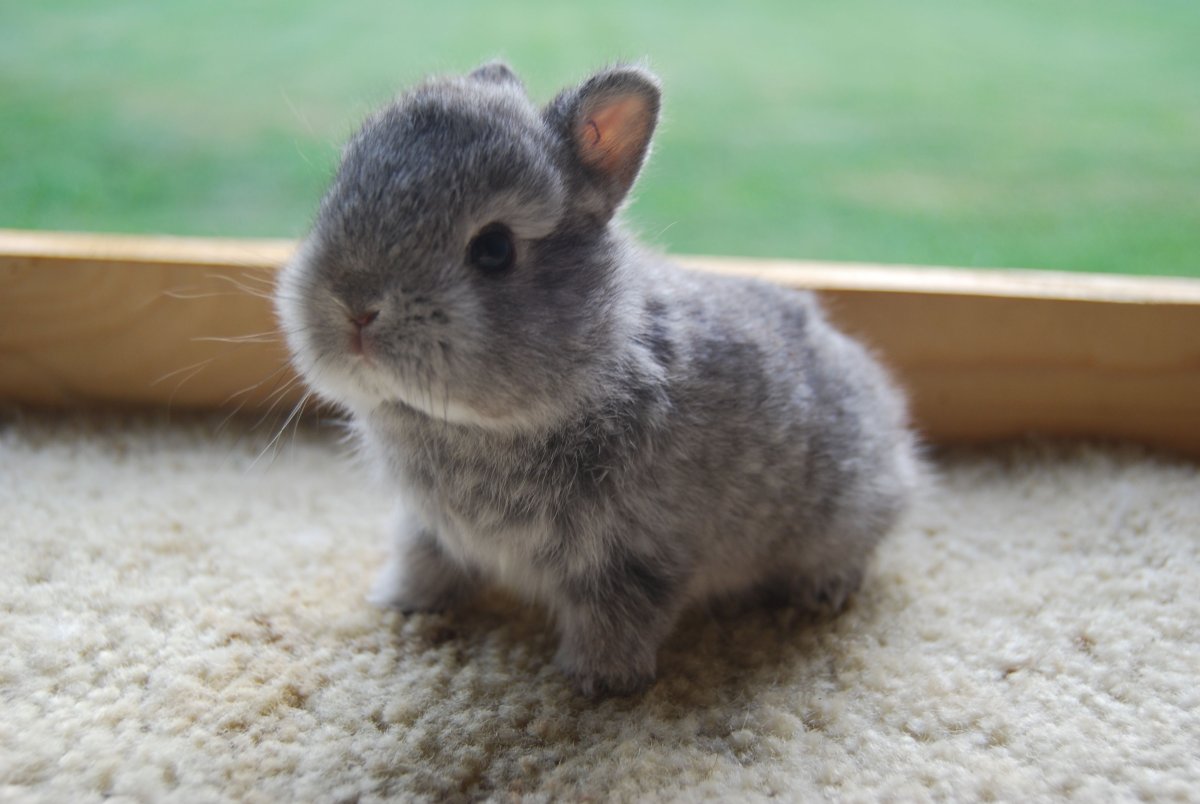 Кролик Пигмей