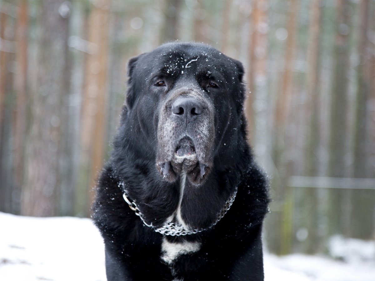 Тигровая Среднеазиатская овчарка