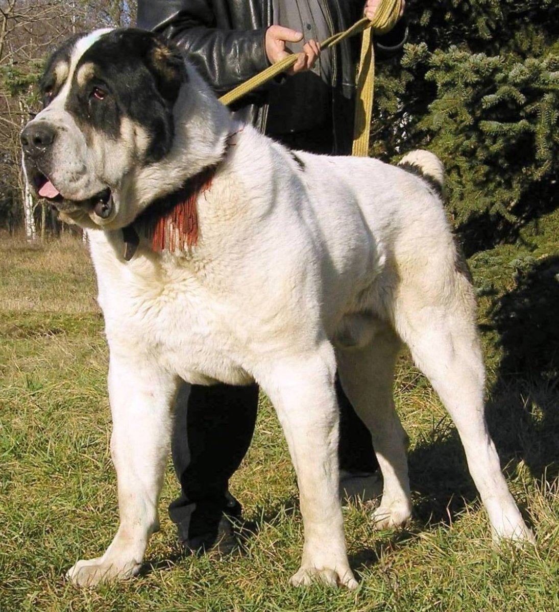 Волкодав порода алабай