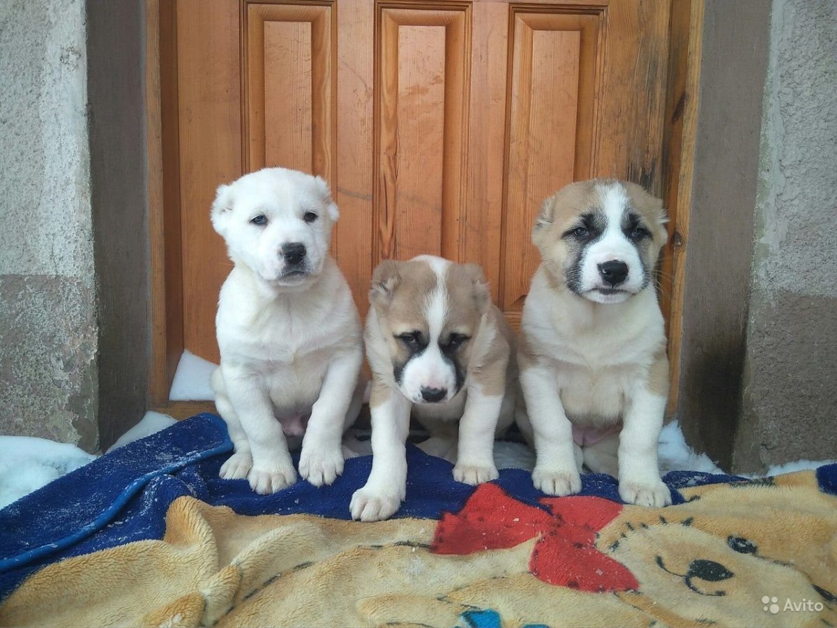 Туркменский алабай