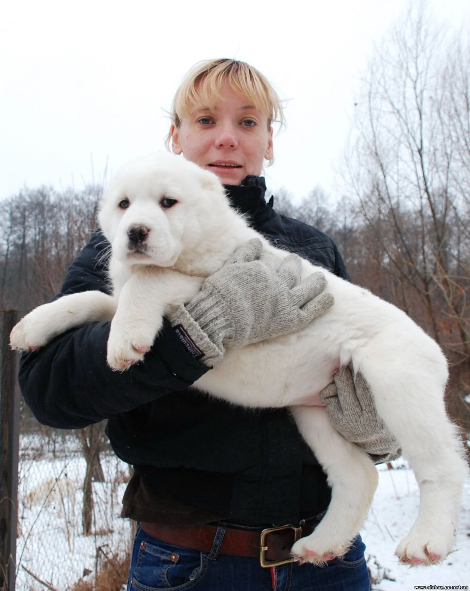 Алабай и такса