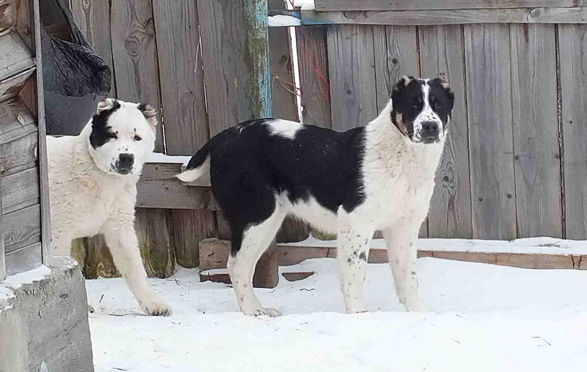 Питание алабая