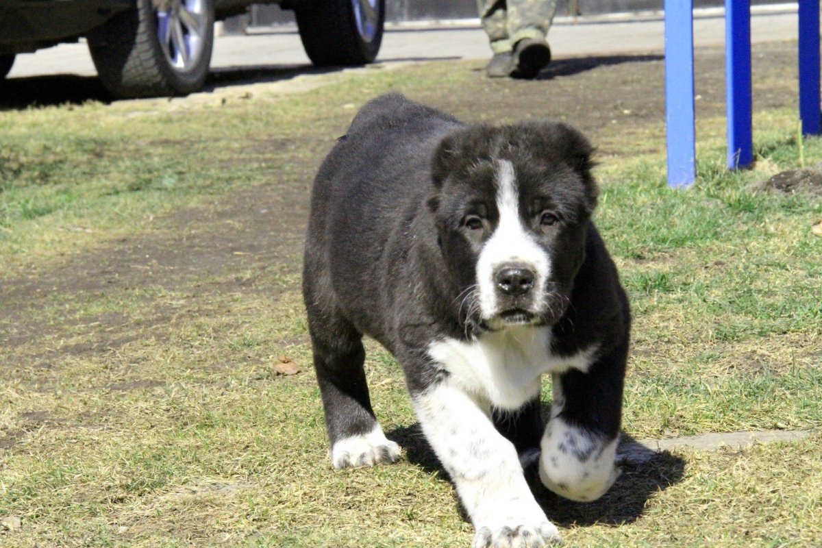 Тибетский алабай