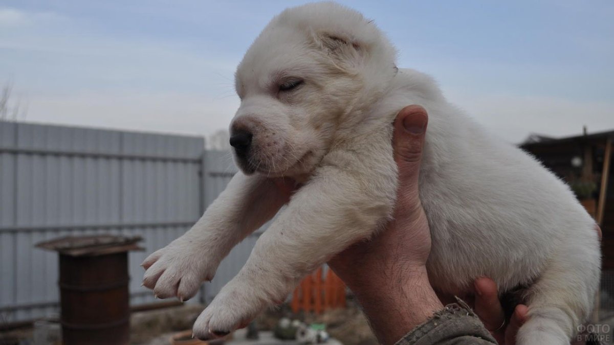Лайка Среднеазиатская щенок