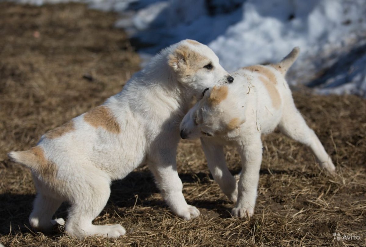 Карликовый алабай