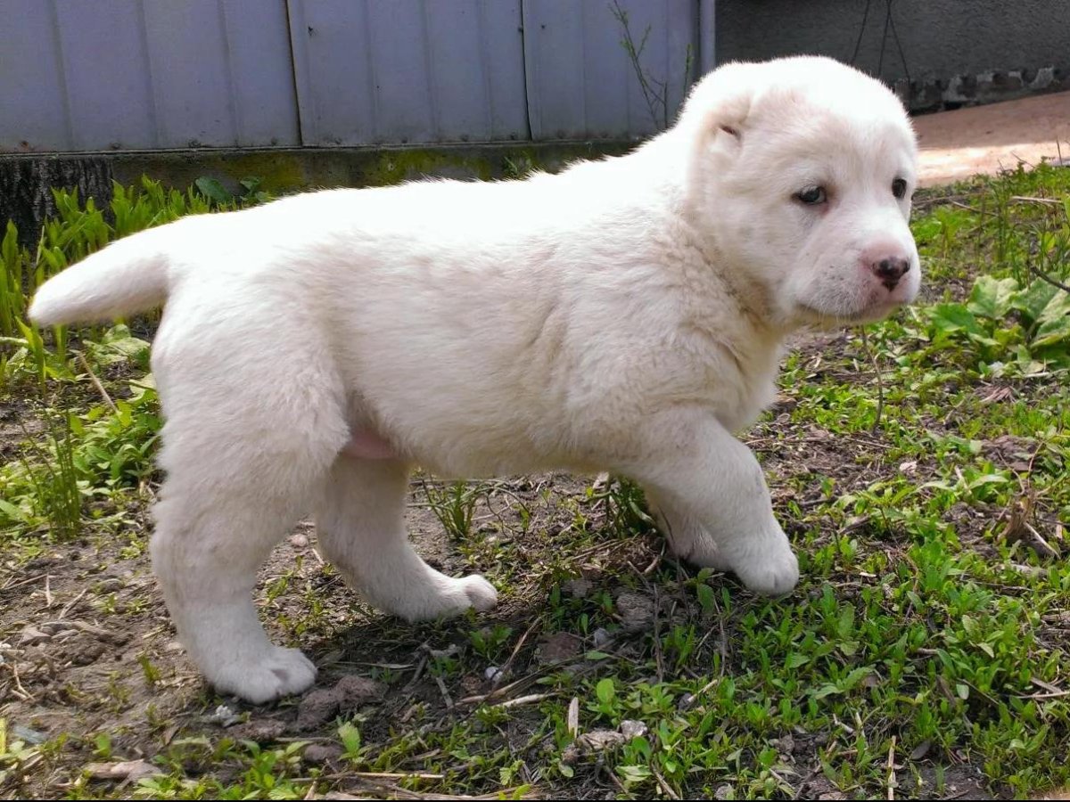 САО алабай черный