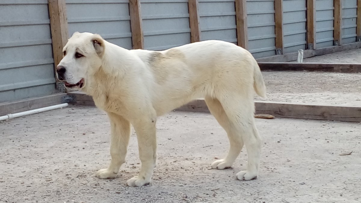 Алабай бульдозер