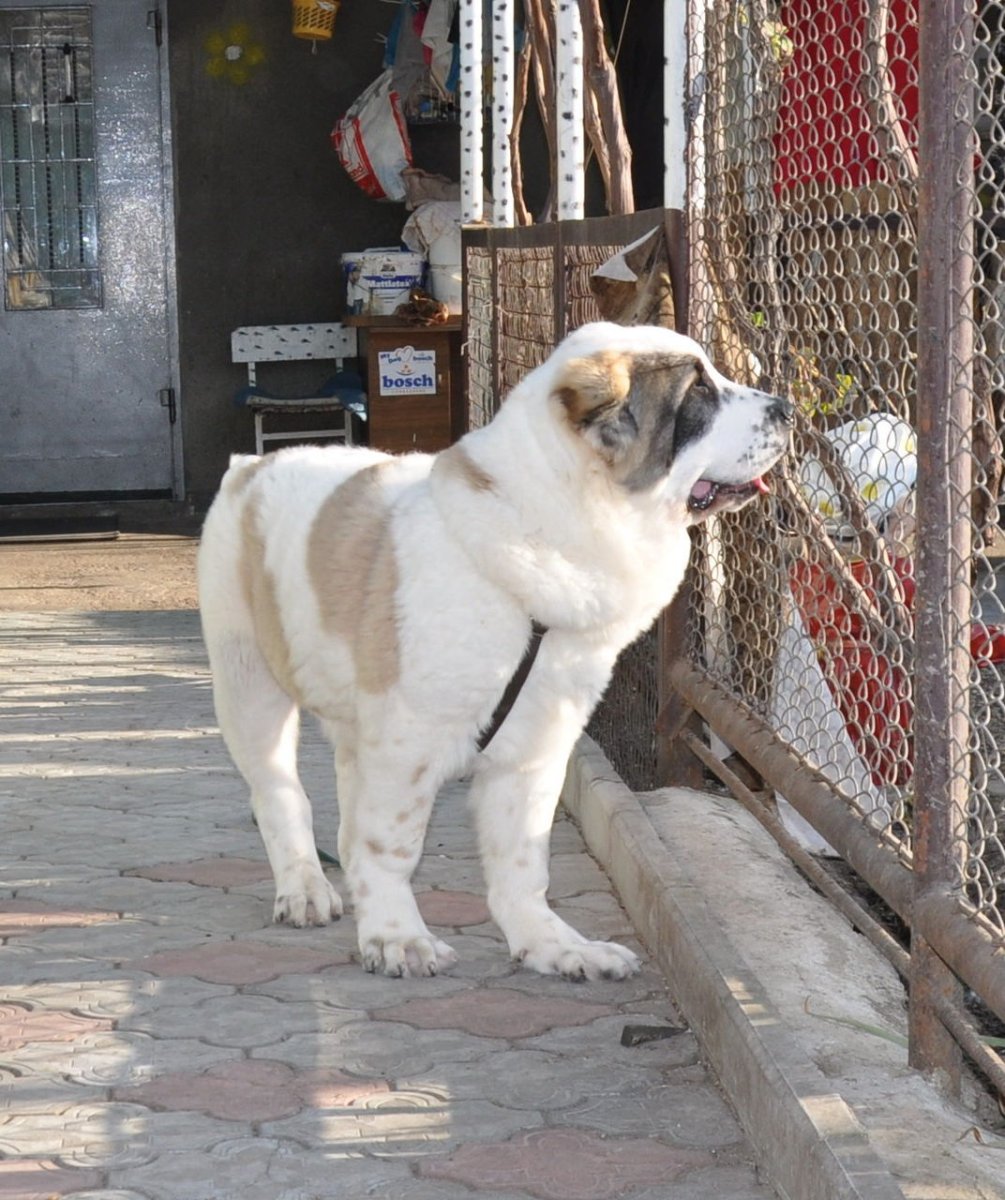Гампр армянский волкодав
