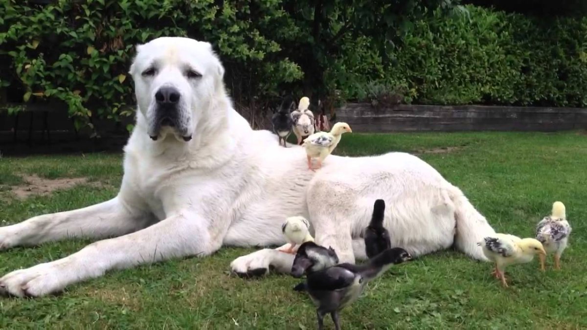 Армянский алабай Гампр