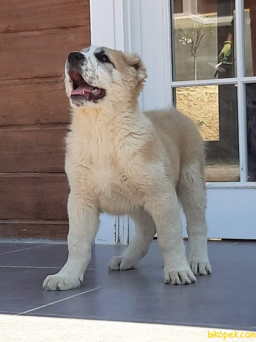 Сенбернар и алабай