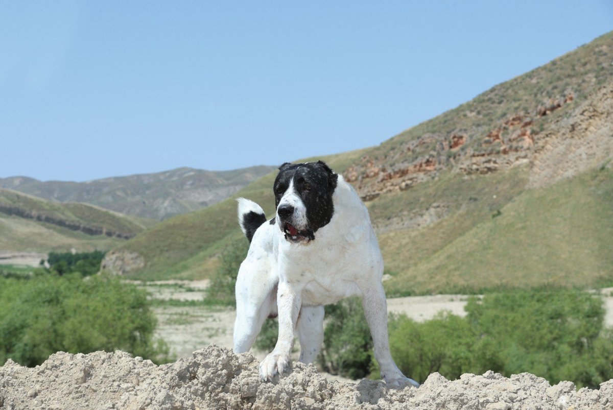 Собака Среднеазиатская овчарка алабай