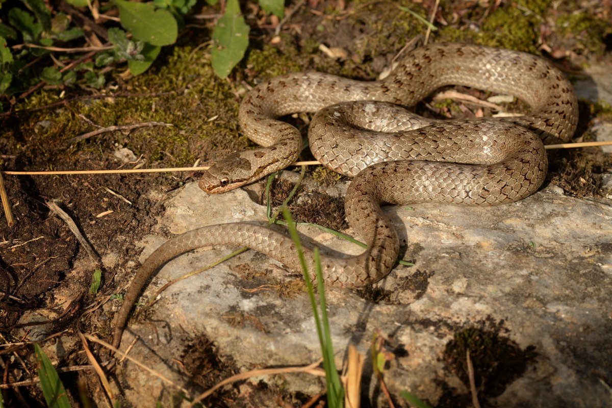 Обыкновенная гадюка медянка