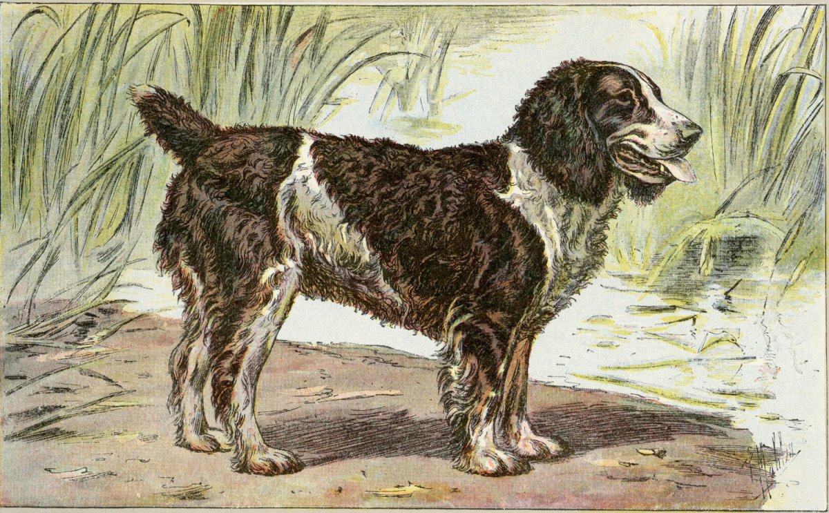 Сумчатый Саблезубый волк