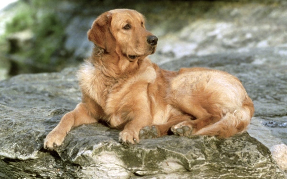 Африканис львиные собаки