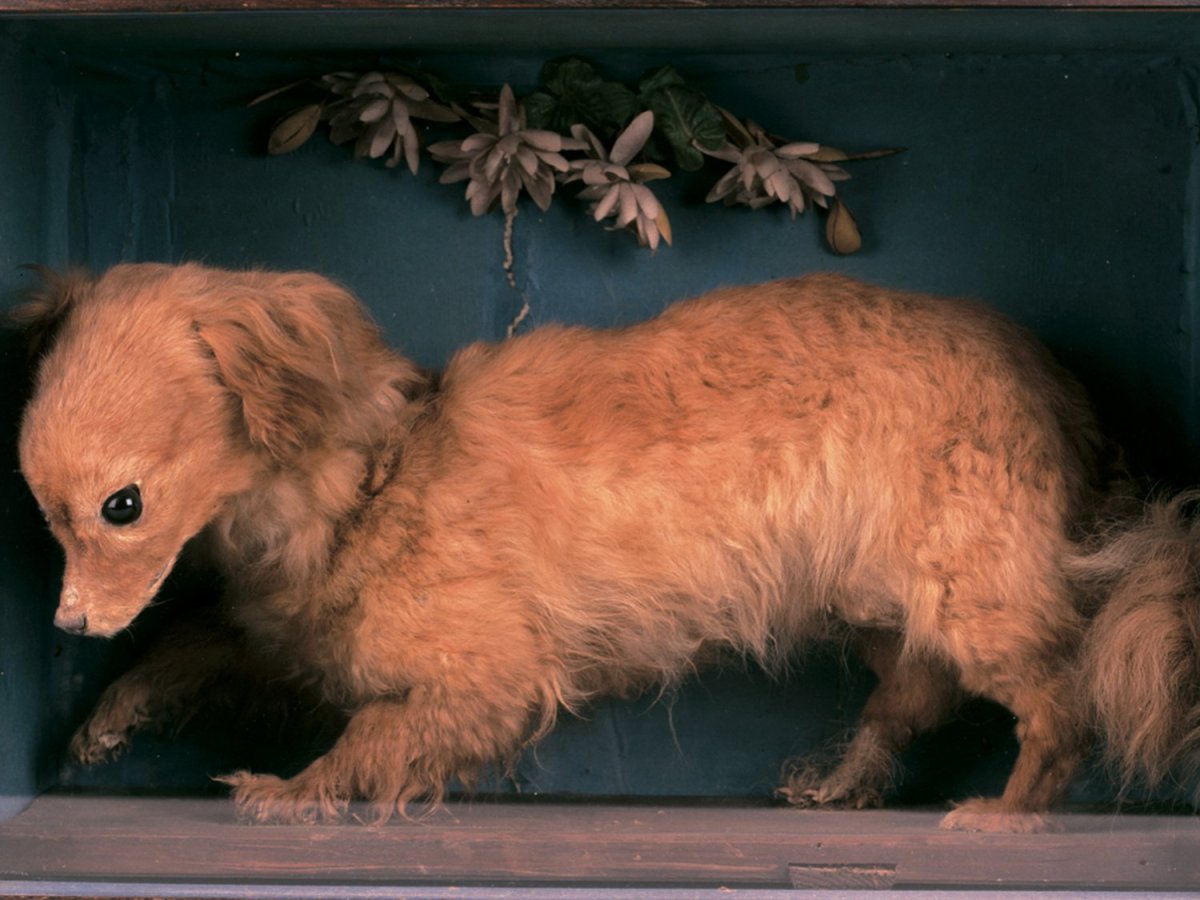 Тернспит дог