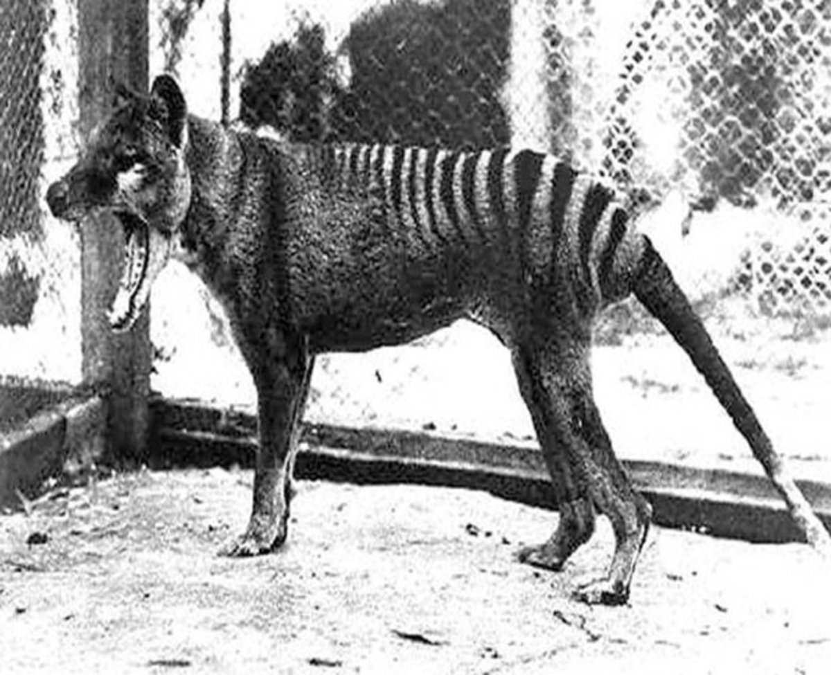 Вымерший волк сумчатый