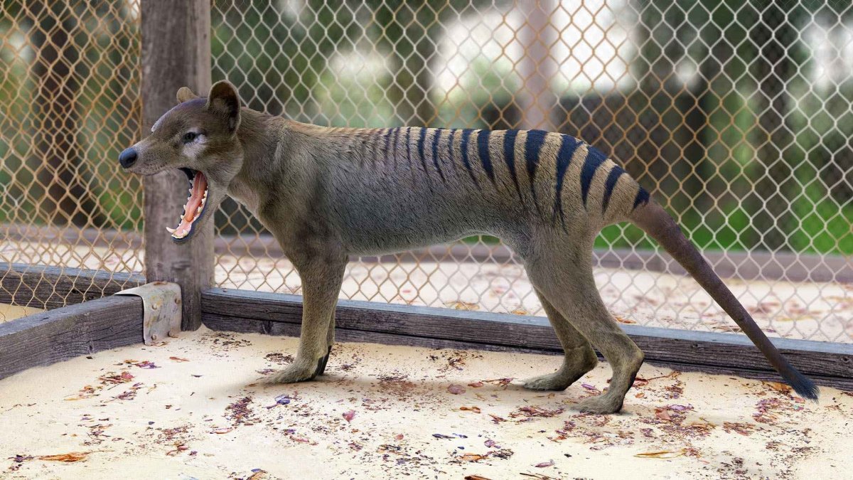 Тасманийский волк (тилацин)