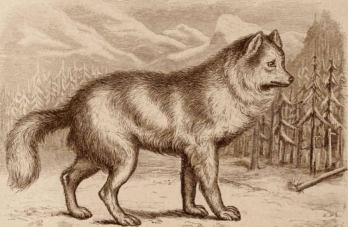 Вымершие породы собак