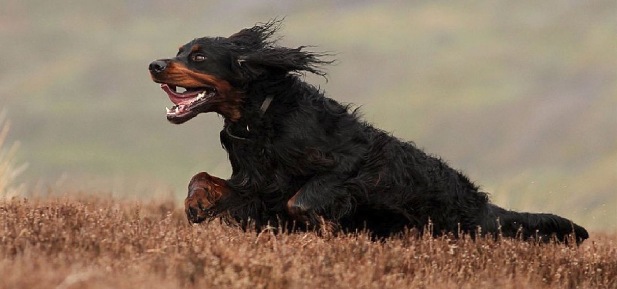 Африканис львиные собаки