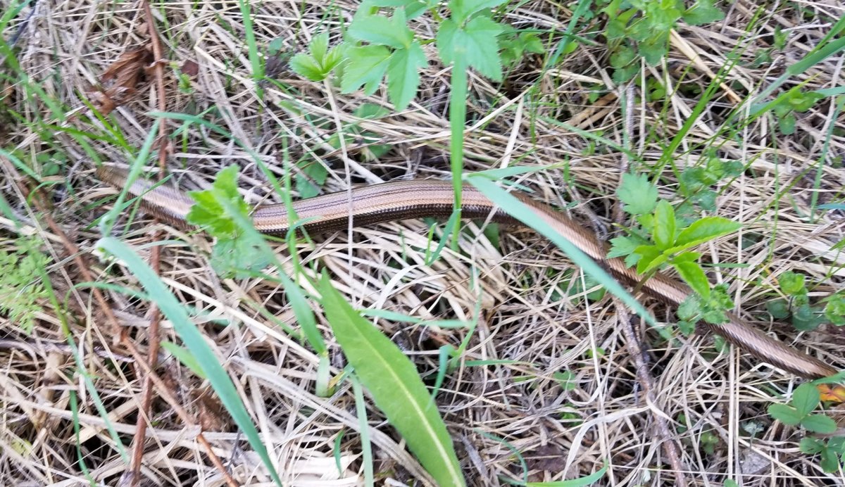 Змеи Татарстана медянка