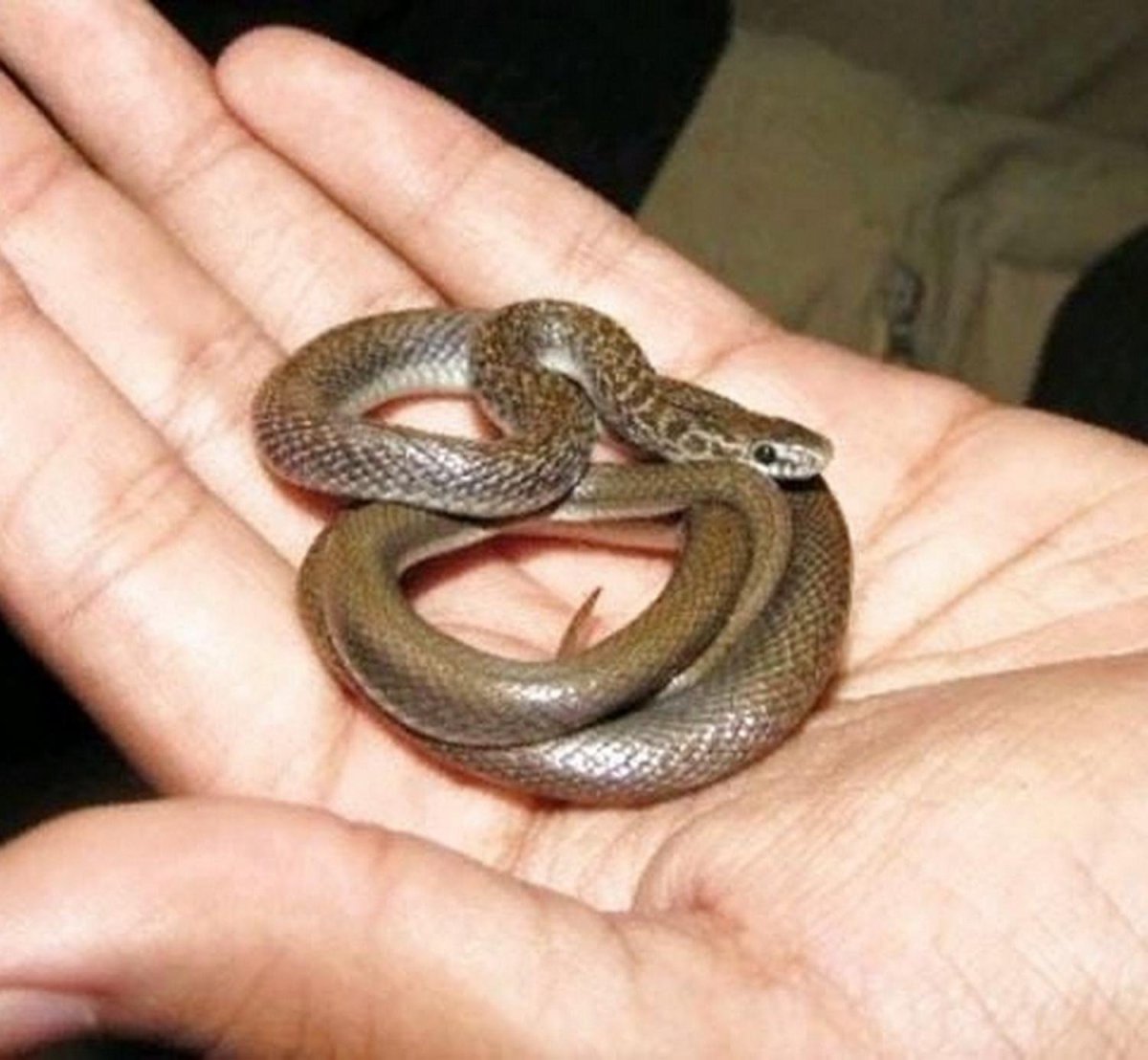 Гадюка, уж, веретеница, медянка.