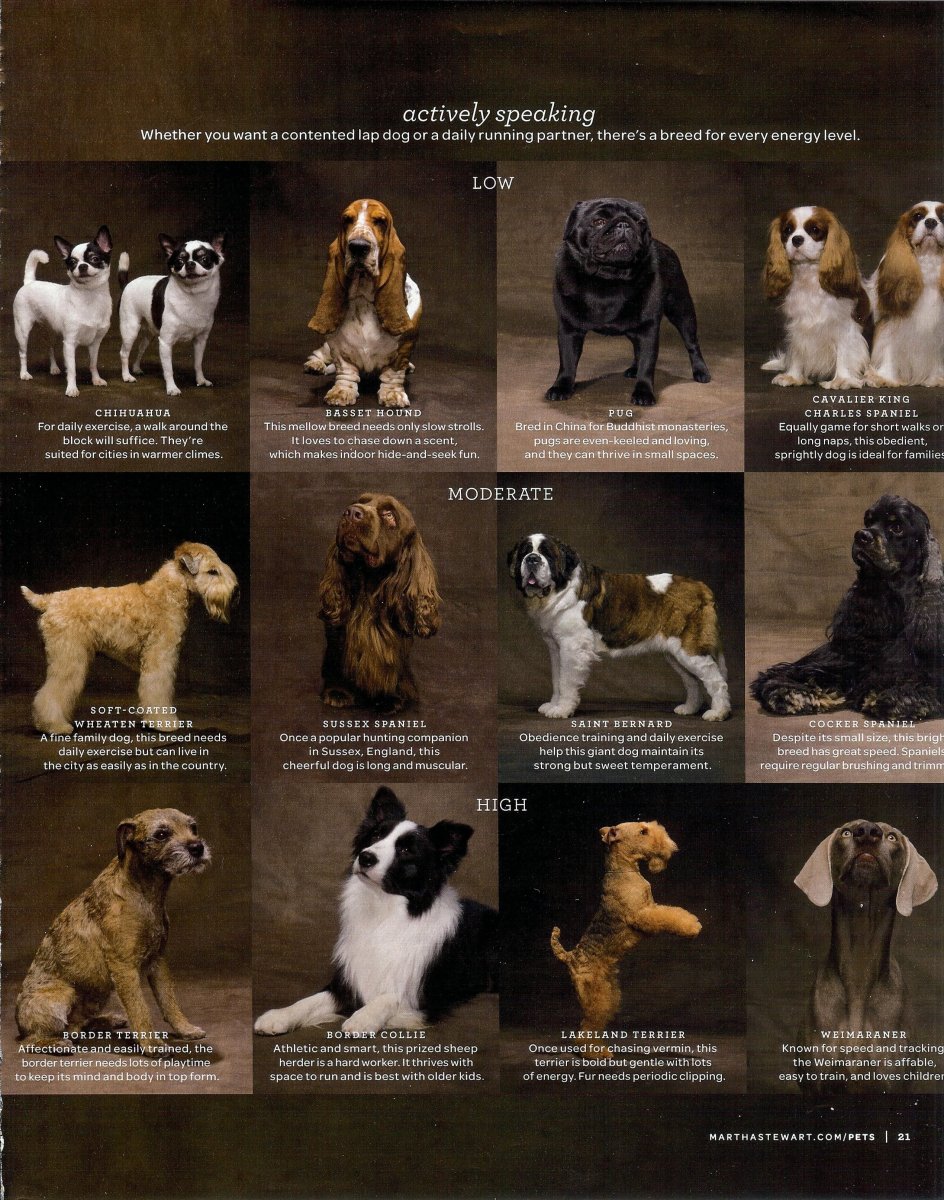 Ленин born собака