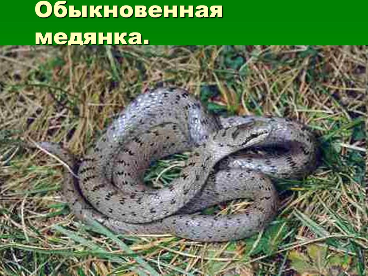 Степная гадюка медянка