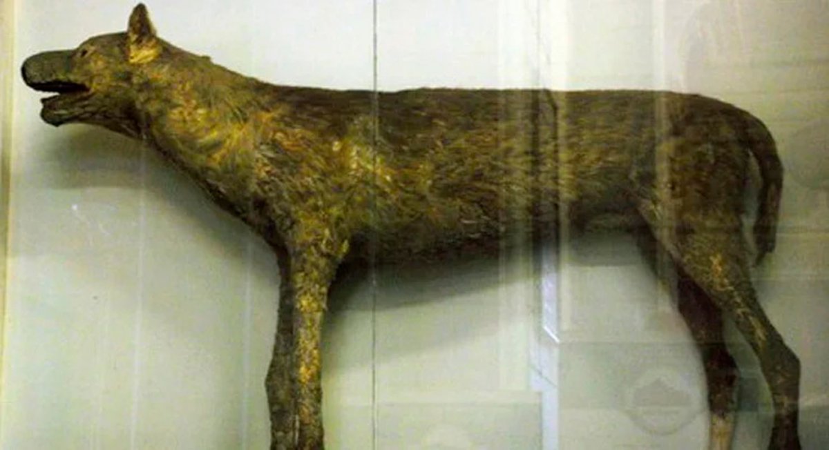 Кане Корсо и питбуль