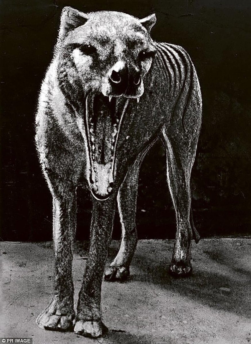 Тилацин анатомия