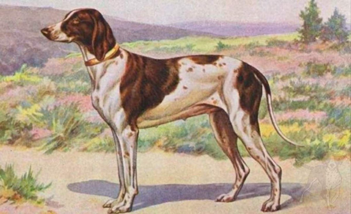 Пропала собака породы хаски объявления