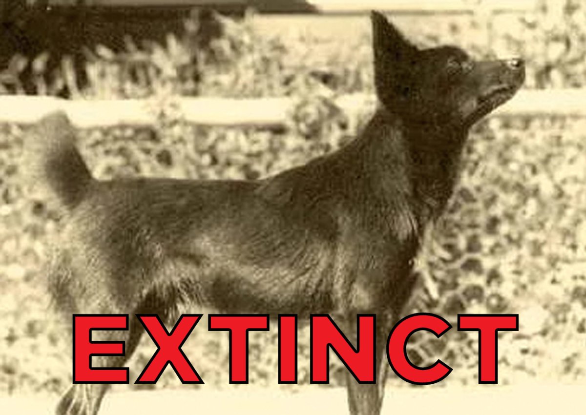 Много собачек