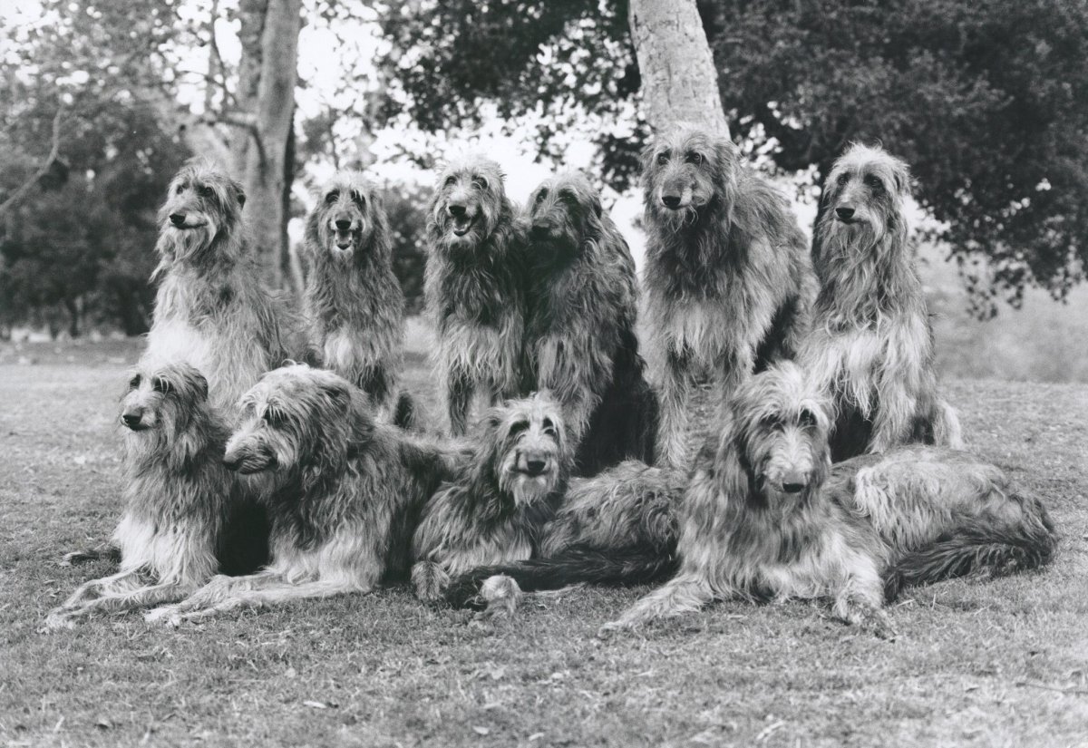 Грейхаунд и русская псовая борзая