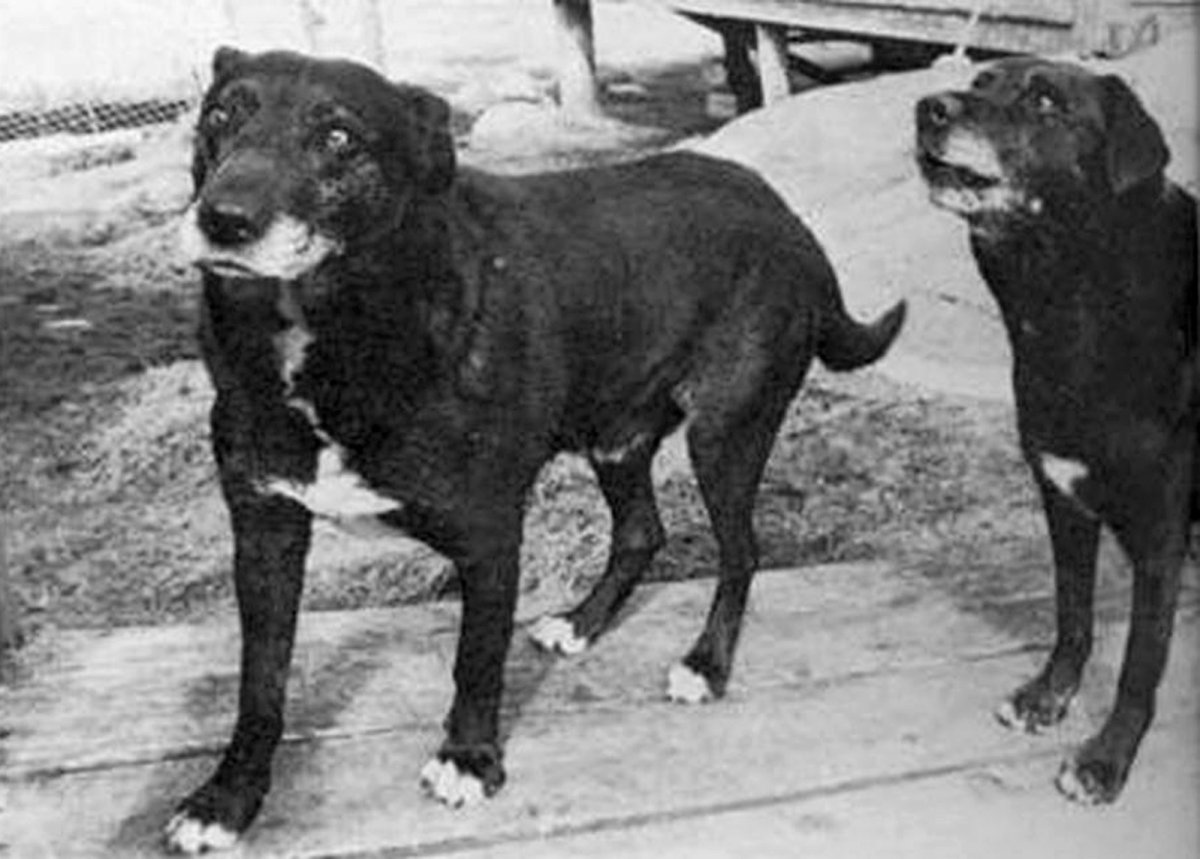 Породы собак 17 веков