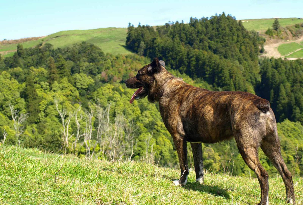 Гиеновидная собака щенок