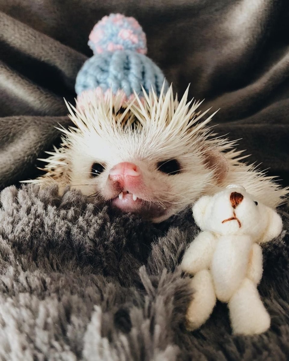 Миленький Ежик