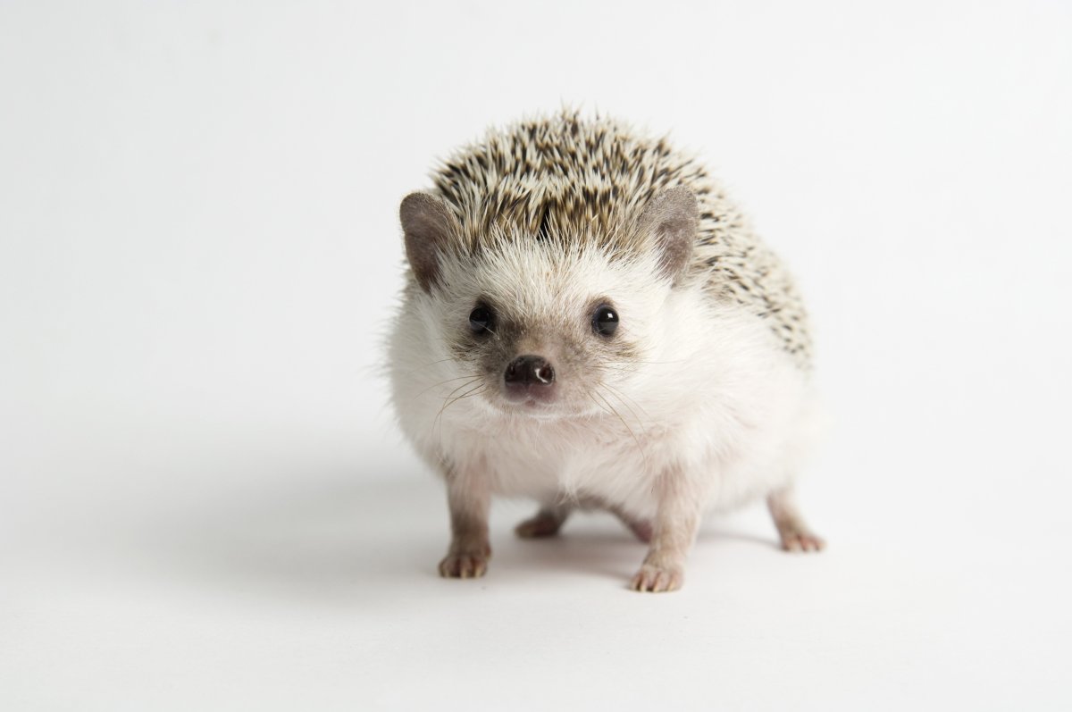 Ежик на белом фоне