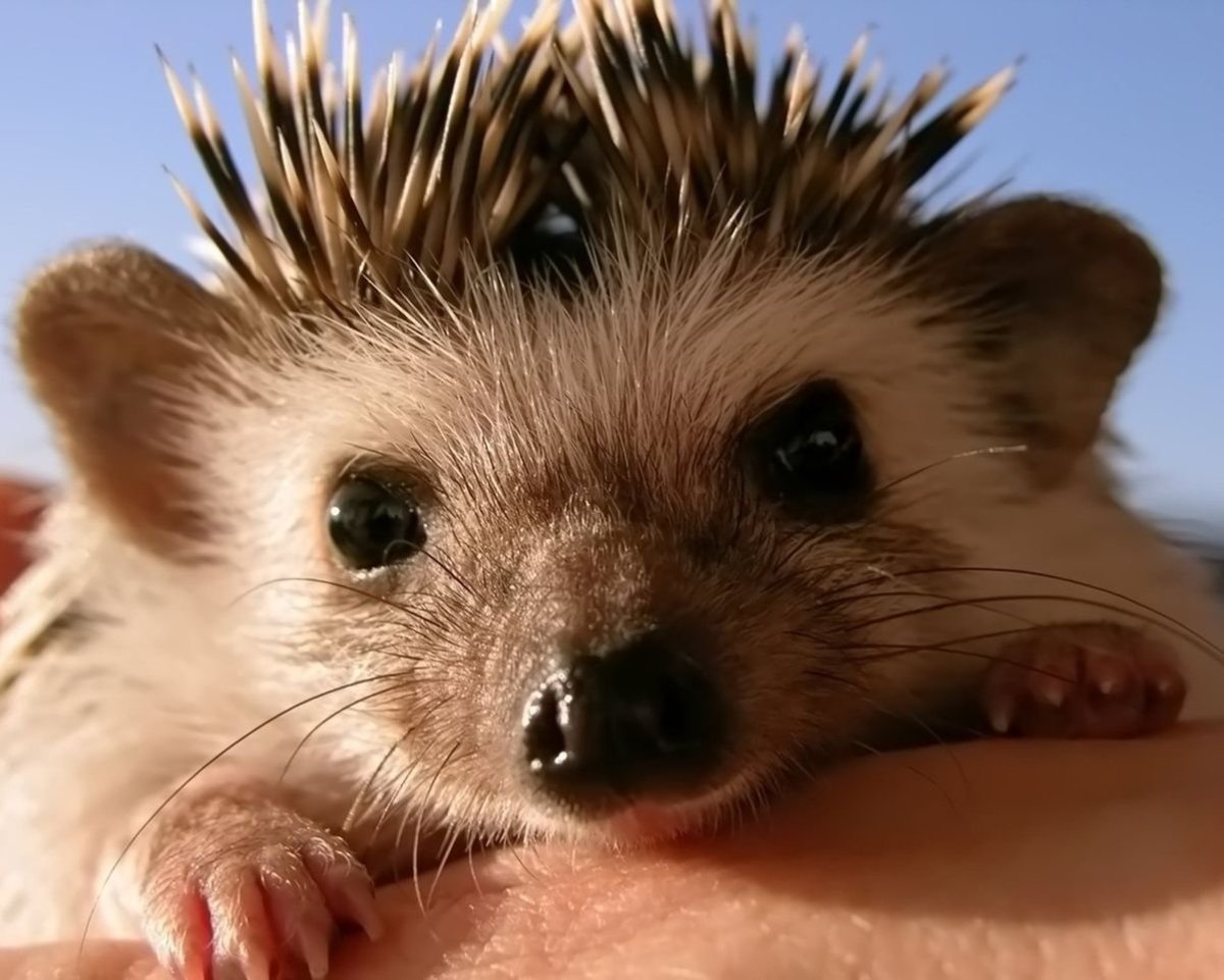 БЕЗЫГЛЫЙ еж