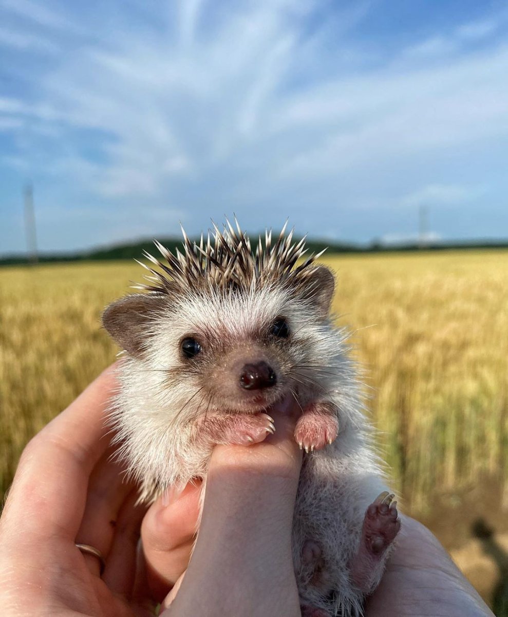 Африканский Ёжик