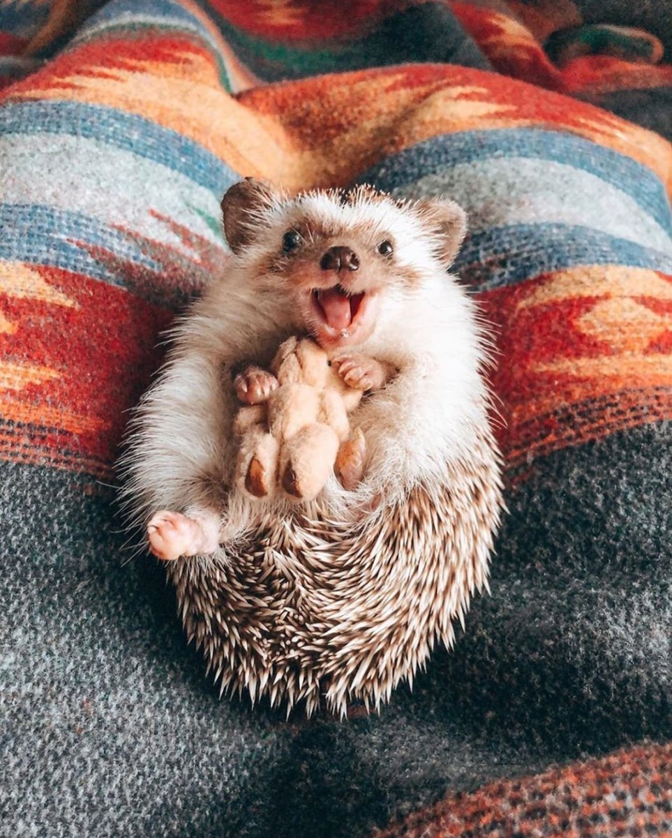 Mr.Pokee очаровательный ёж-путешественник