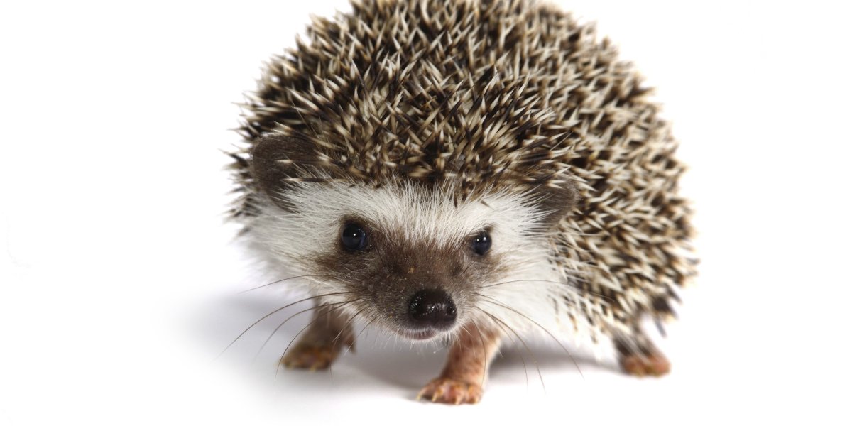 Еж без фона
