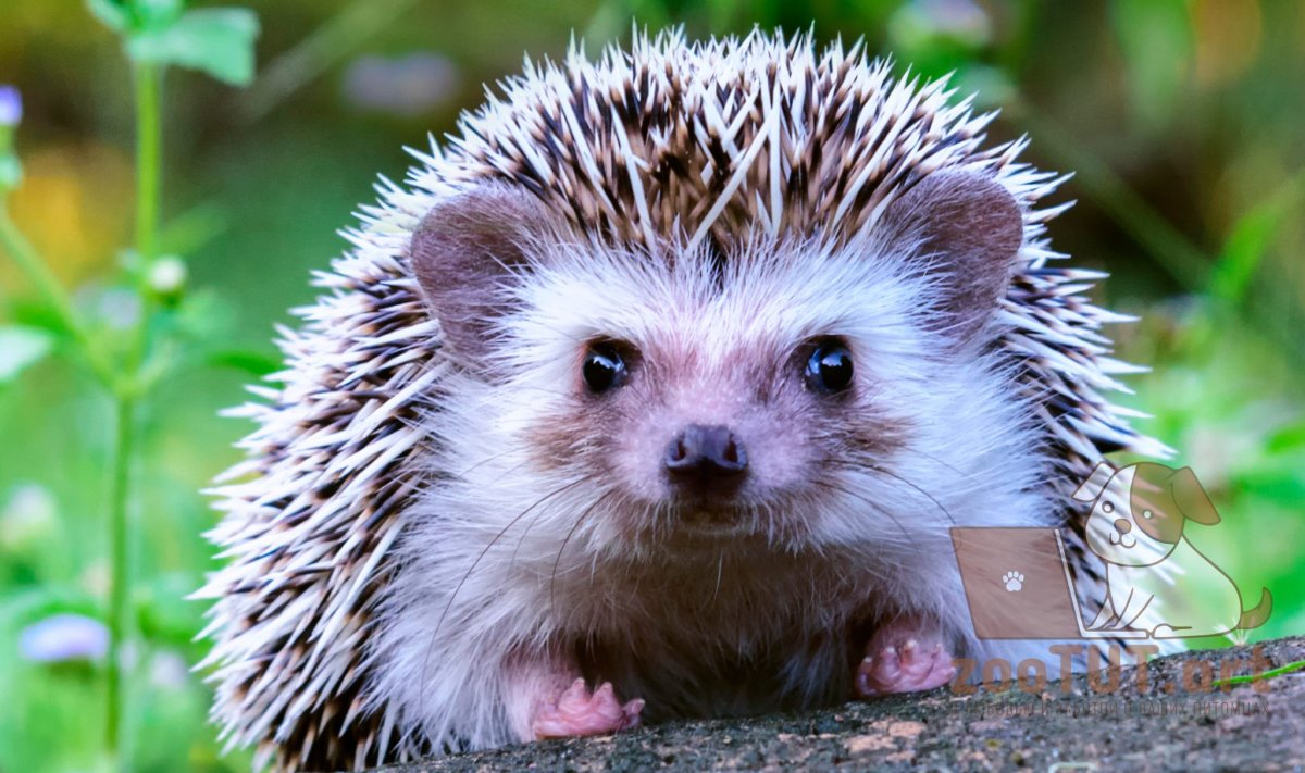 Ежик настоящий