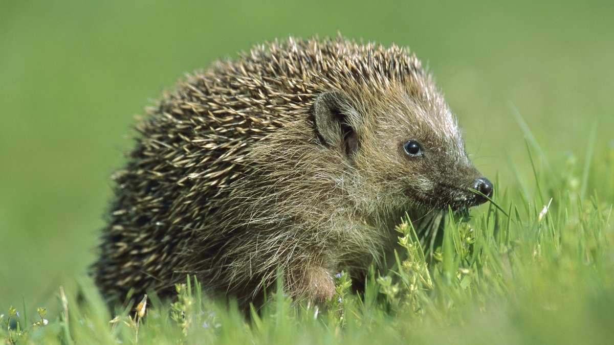 Ежик Сибирский