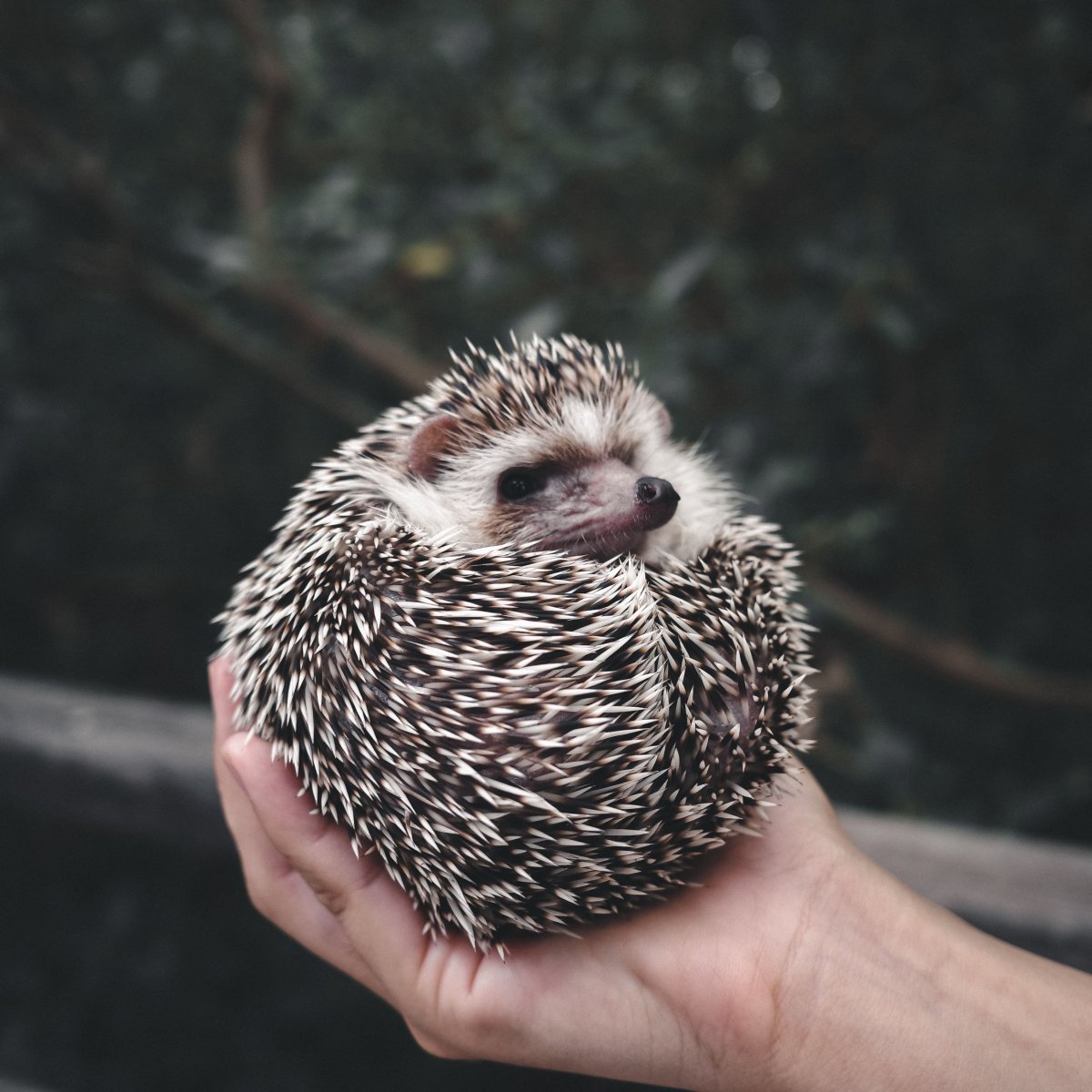 Обои на рабочий стол Ежик