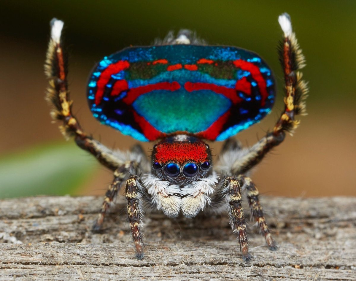 Maratus Bubo