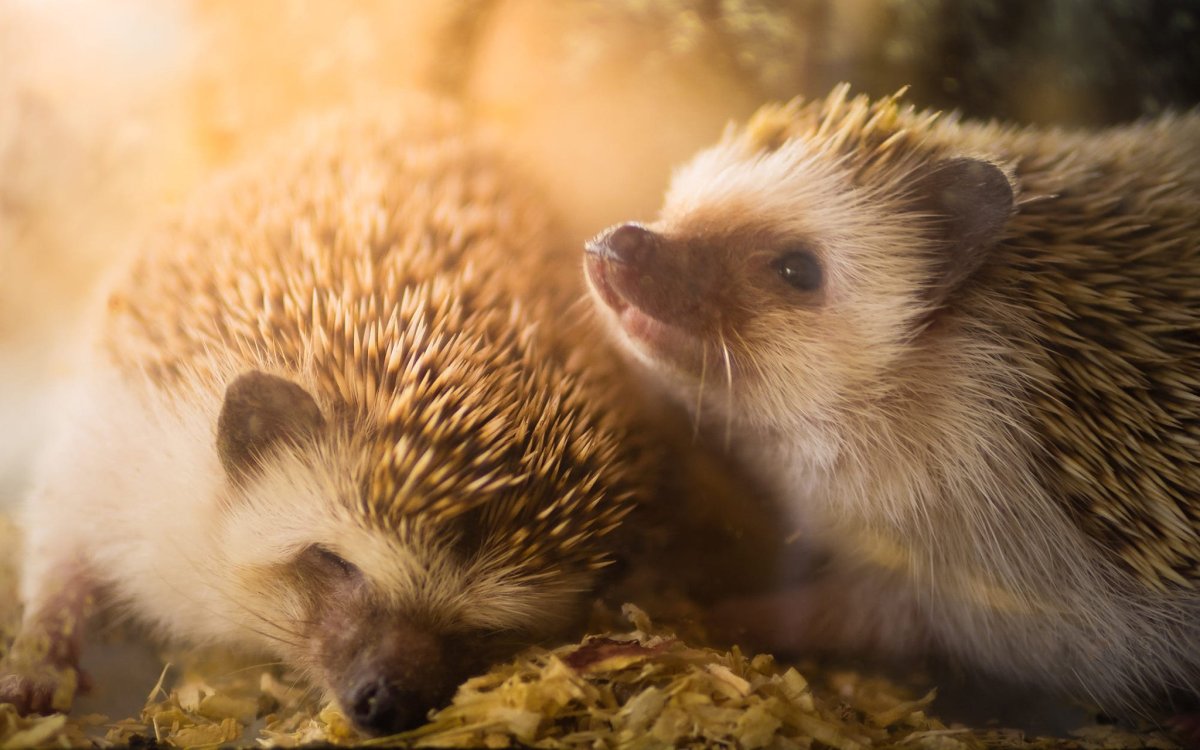 Картинки на рабочий стол Ежик