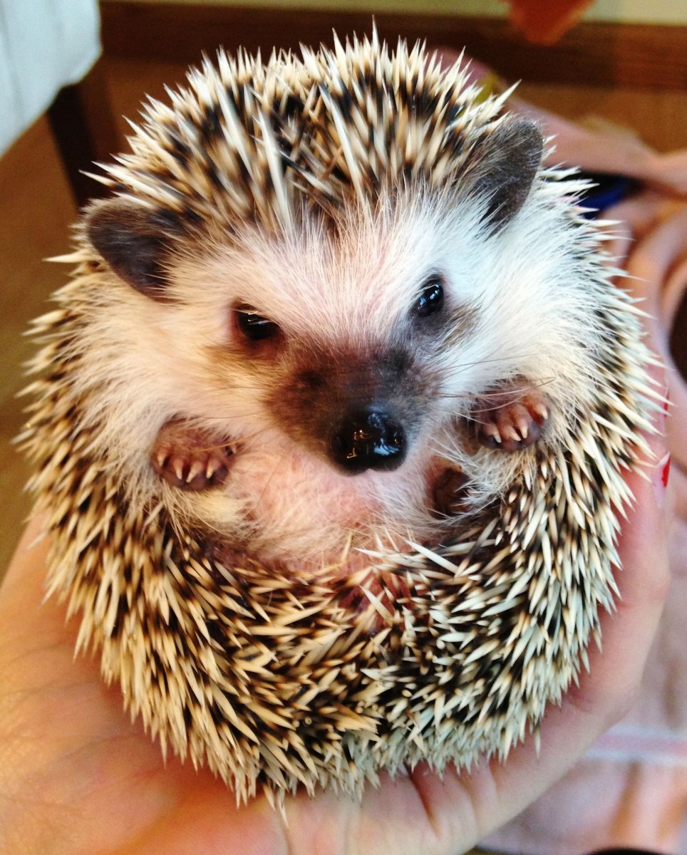 Индокитайский еж