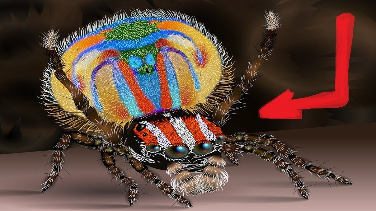 Красноспинный паук скакун